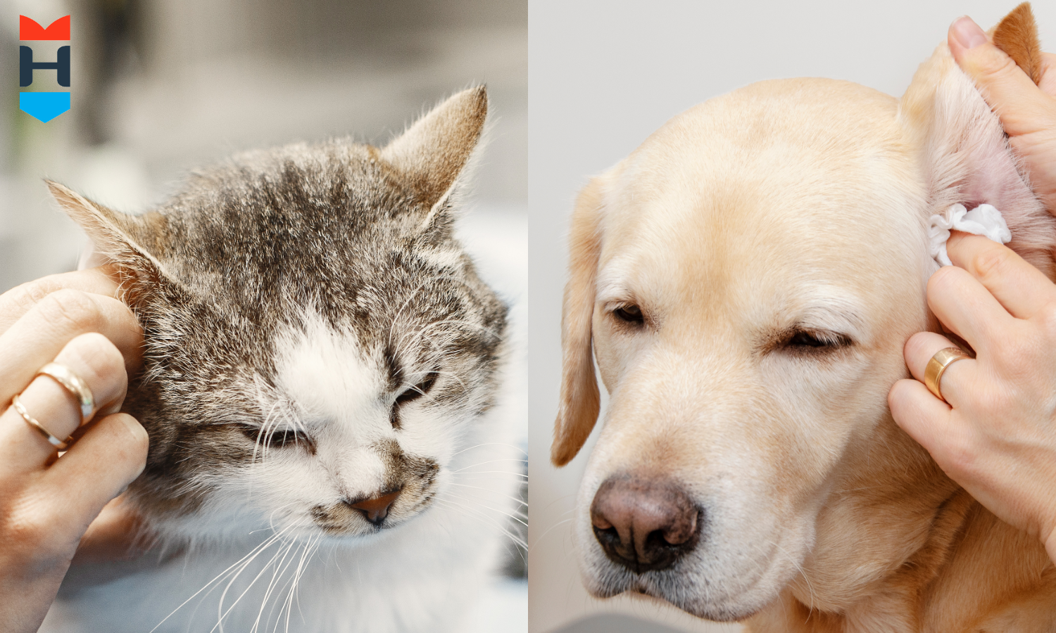 Katze und Hund bekommen die Ohren gereinigt.