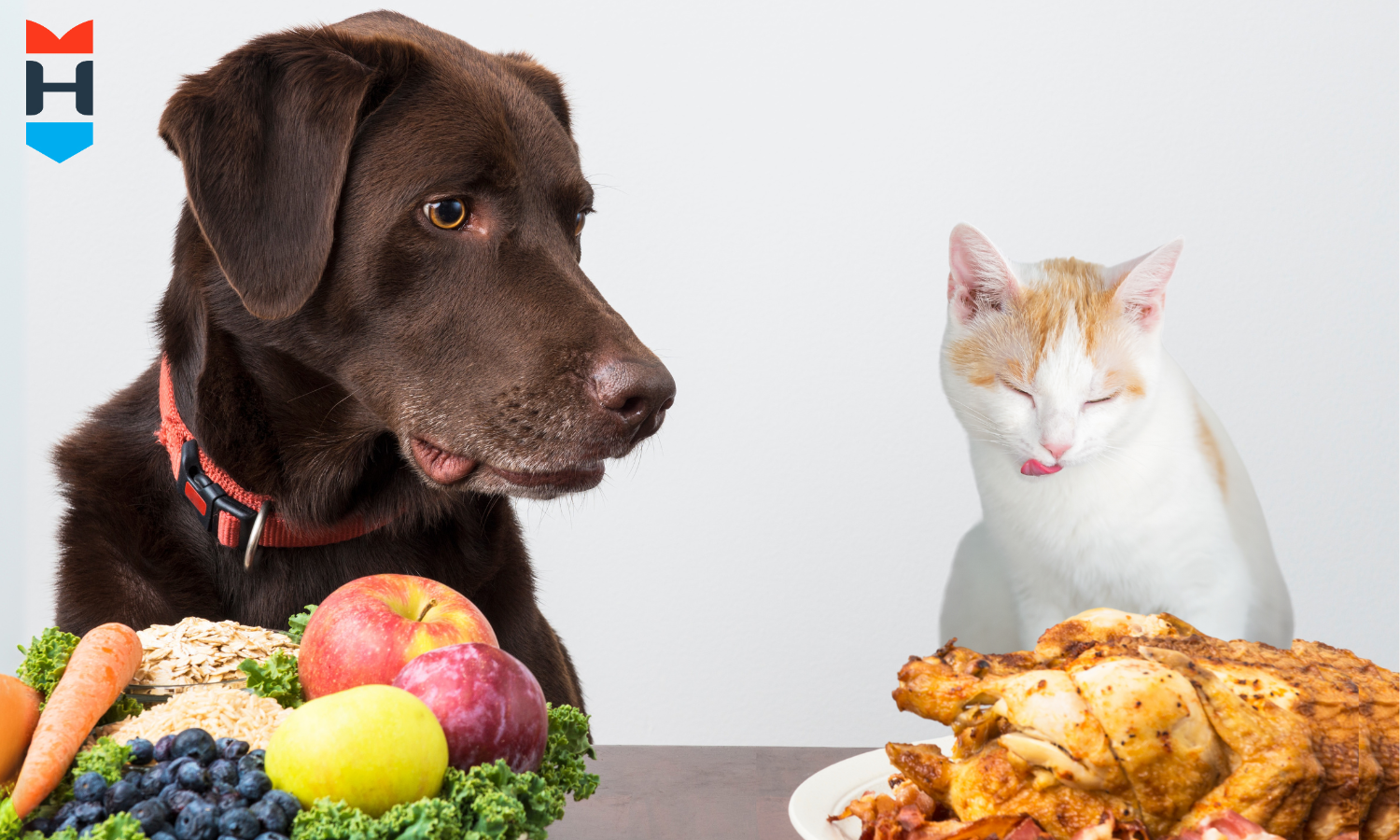 Ein Hund sitzt vor einer Schale Gemüse und blickt neidisch nach rechts, wo eine Katze vor einem Teller Fleisch sitzt.