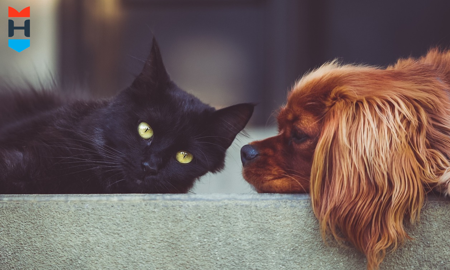 Hund und Katze liegen lustlos auf einem Polster.