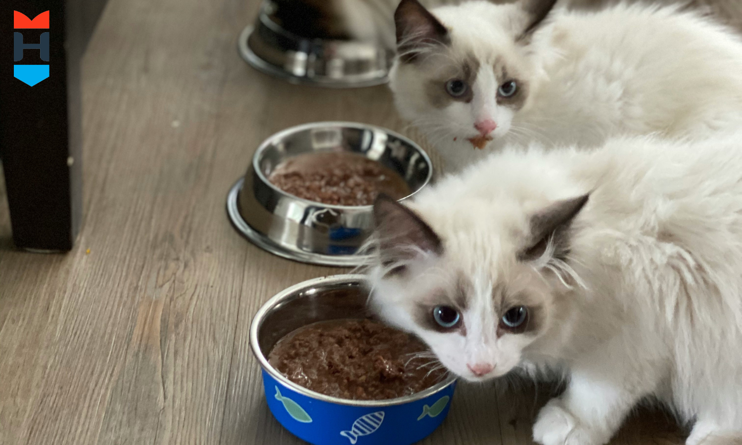 Zwei Katzen sitzen vor ihren Futternäpfen und Blicken in die Kamera.