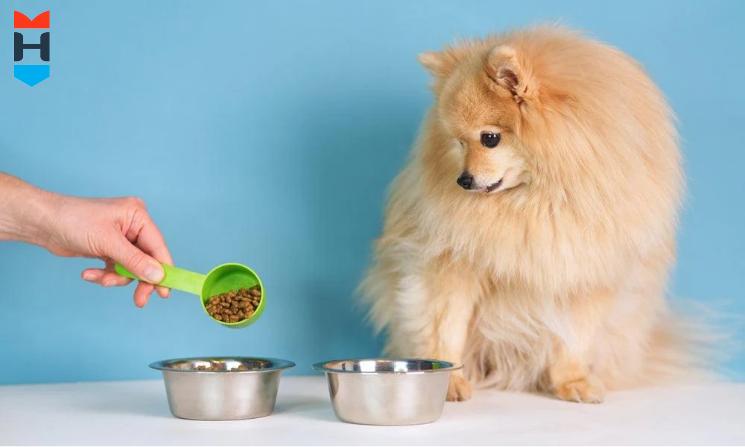 Ein Hund begutachtet sein Futter.