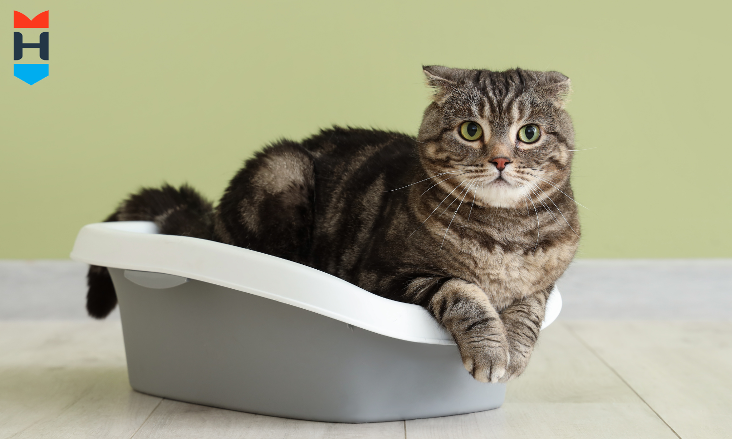 Eine Katze sitzt im Katzenklo.