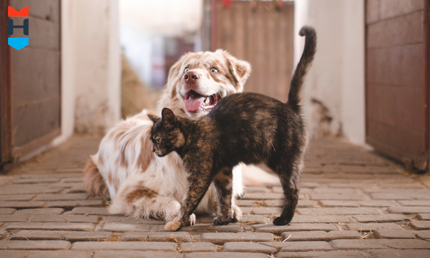 Ein Katze streicht ihr Fell an einem Hund.