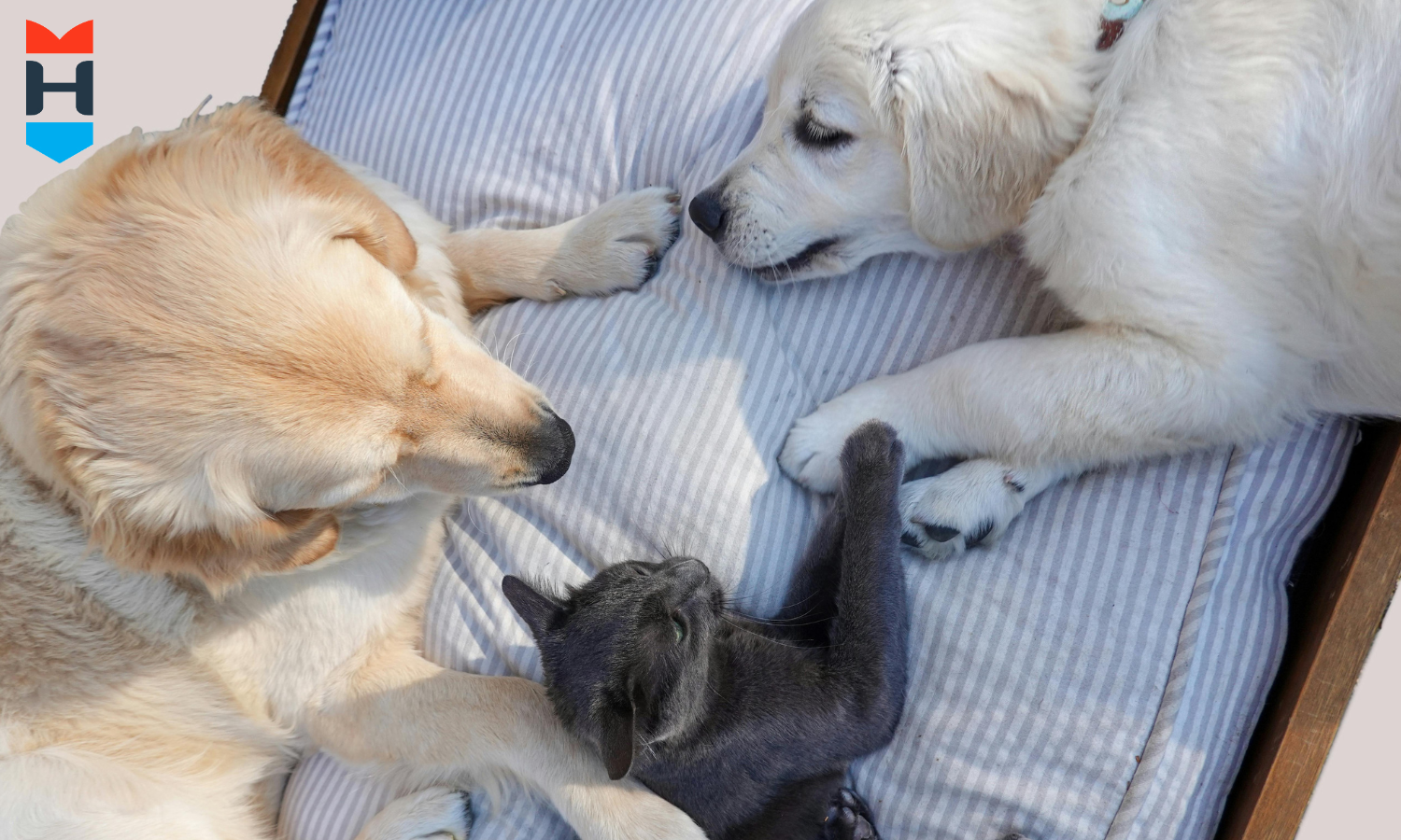 Zwei Hunde und eine Katze kuscheln auf einem gestreiften Kissen.