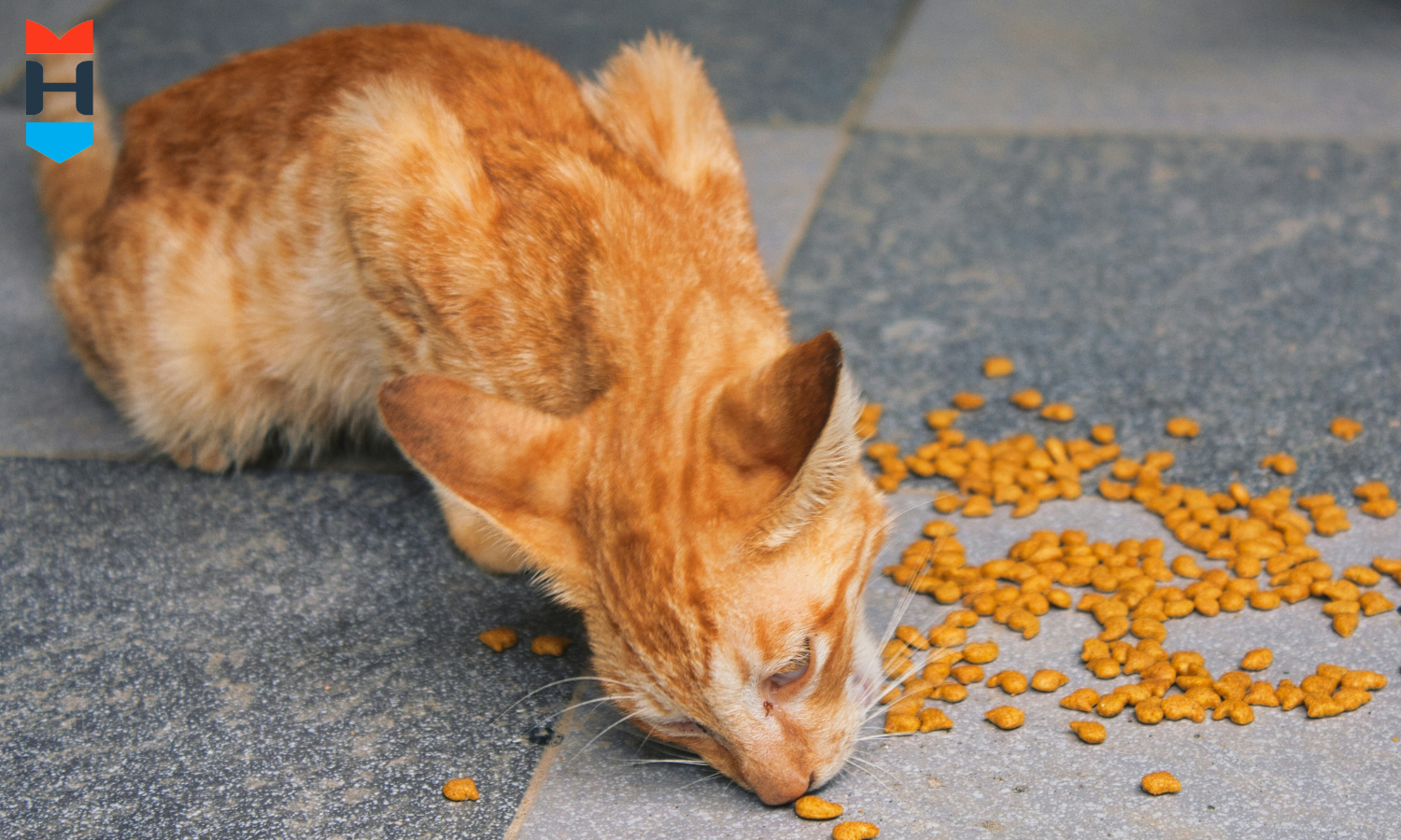 Eine untergewichtige Katze isst eine kleine Menge Futter.