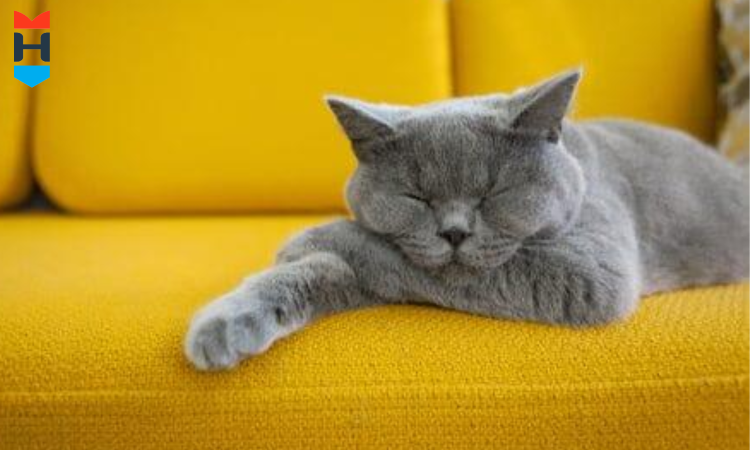 Eine Katze döst auf dem Sofa.