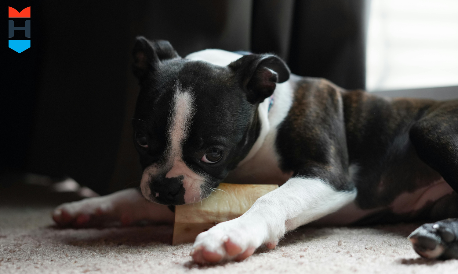 Ein Hund knabbert an seinem Kauknochen.