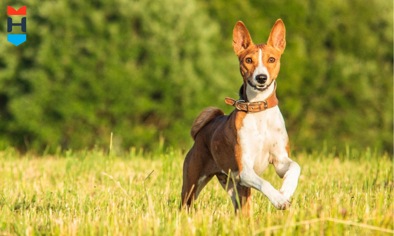 Ein schlanker Hund rennt über eine Wiese.