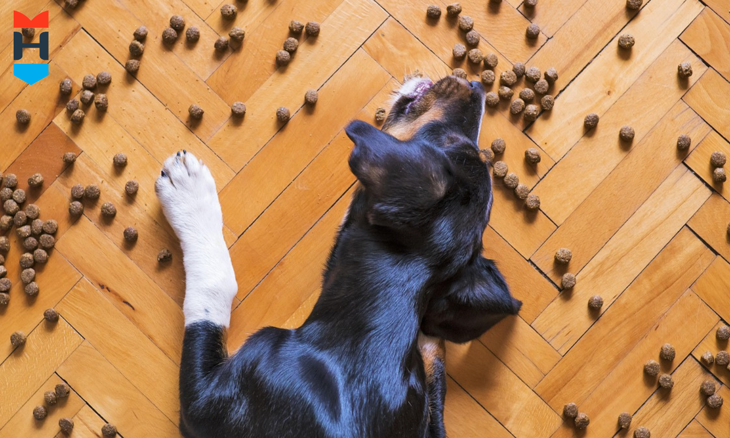 Ein Hund nascht Futter vom Boden.
