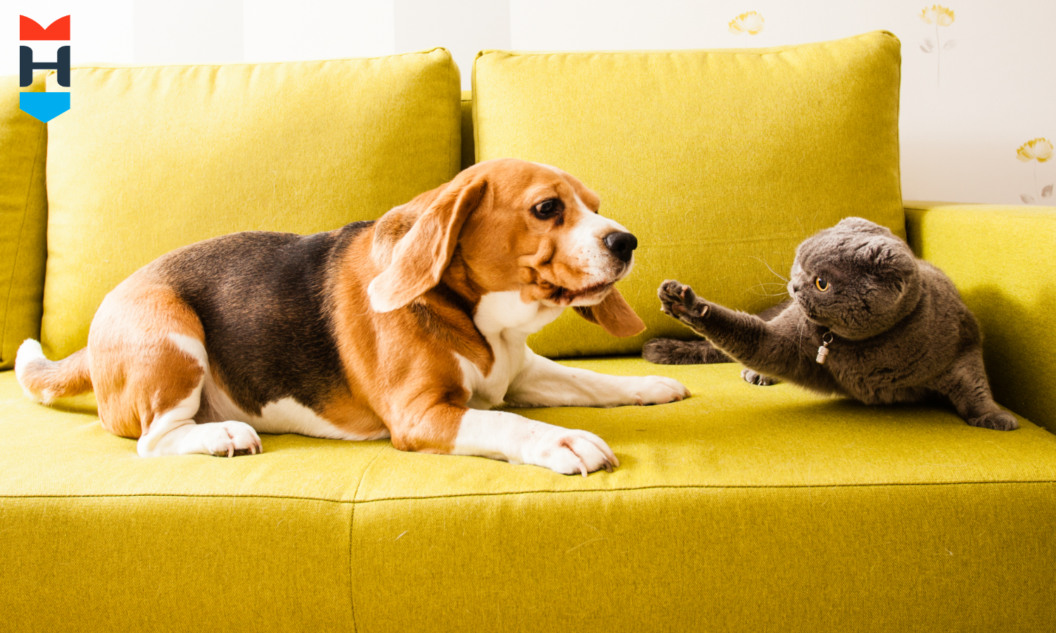 Eine Katze schlägt nach einem Hund.