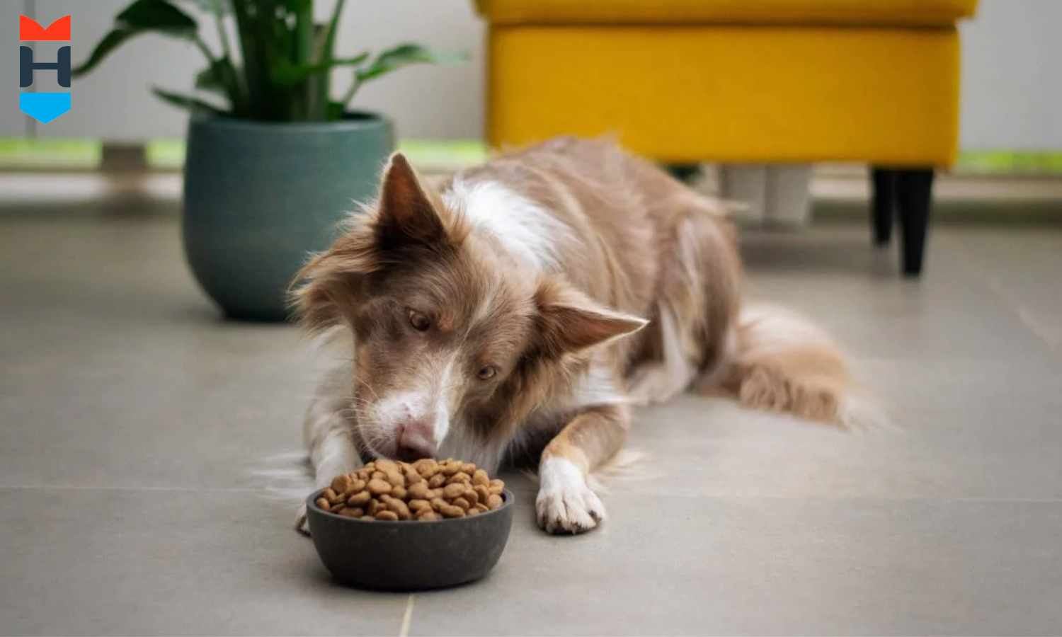 Ein Hund sitzt vor seinem Futternapf.