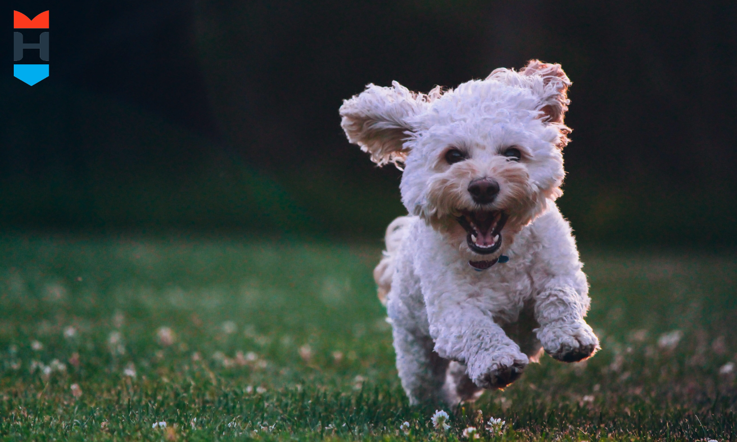 Ein glücklicher Hund rennt über eine Wiese.
