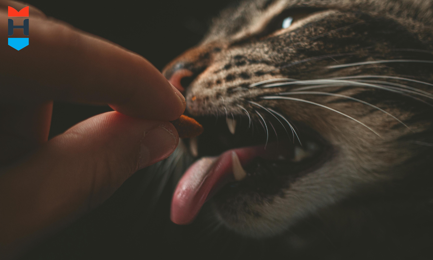 Einer Katze wird Futter gegeben.