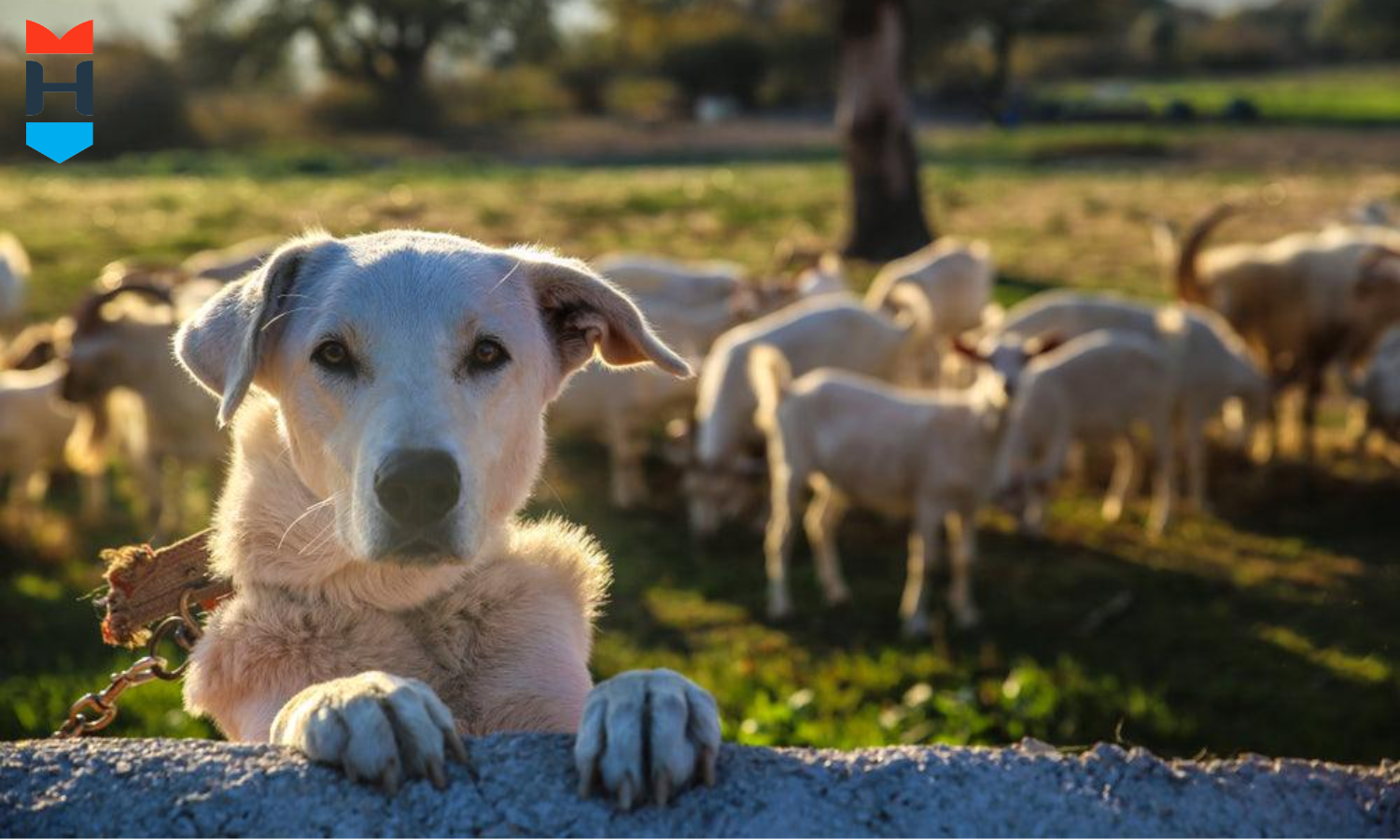 Ein Hund steht inmitten einer Ziegenherde.