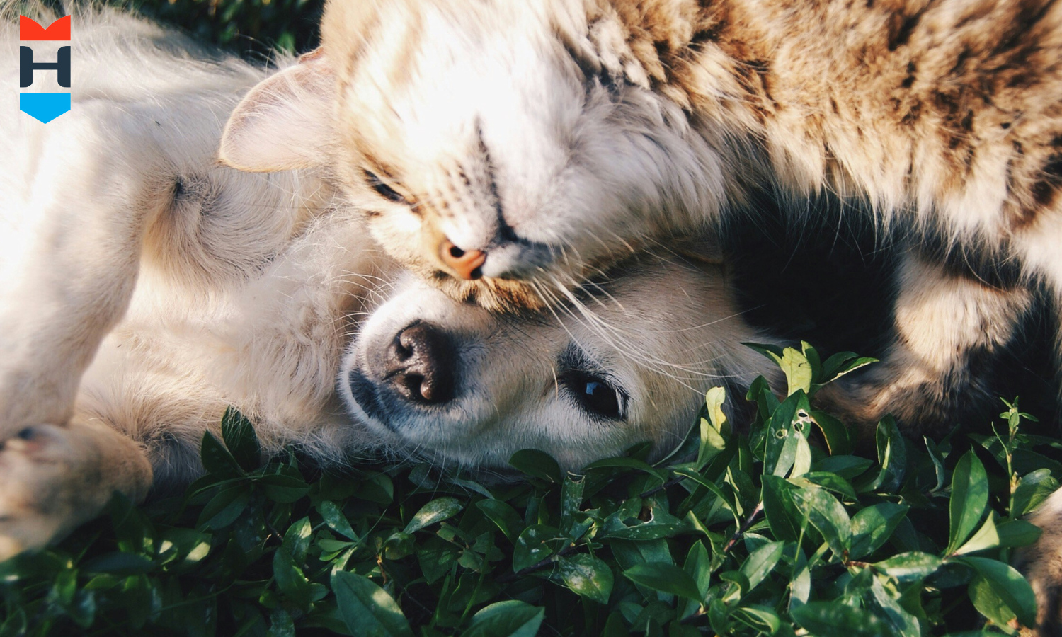 Ein Hund und eine Katze kuscheln auf einer Wiese.
