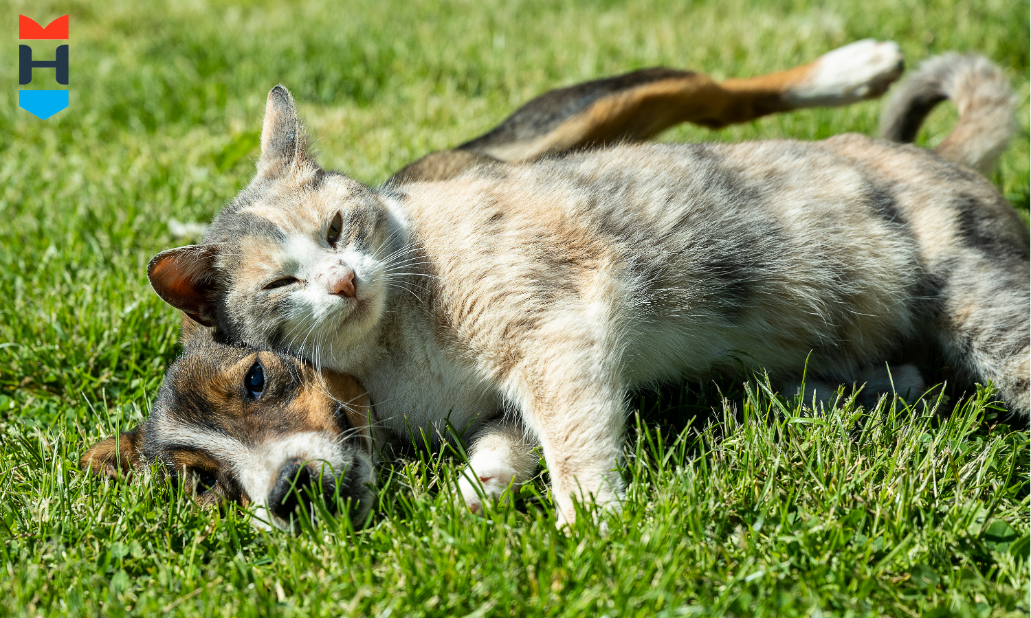 Hund und Katze räkeln sich im Gras.