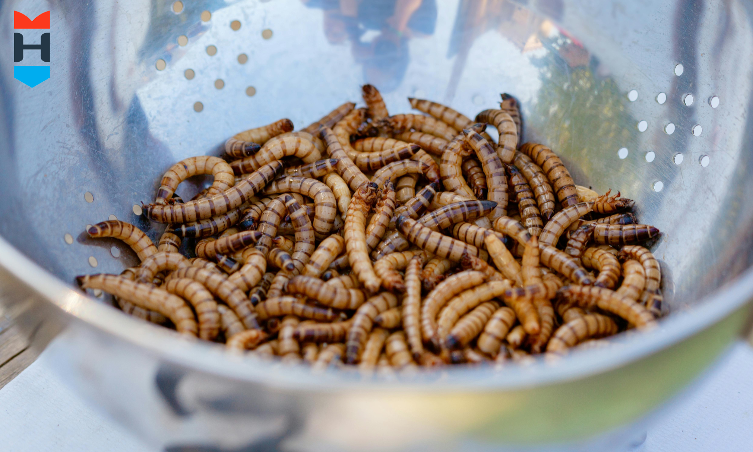 Mehlwürmer liegen in einer Schale.