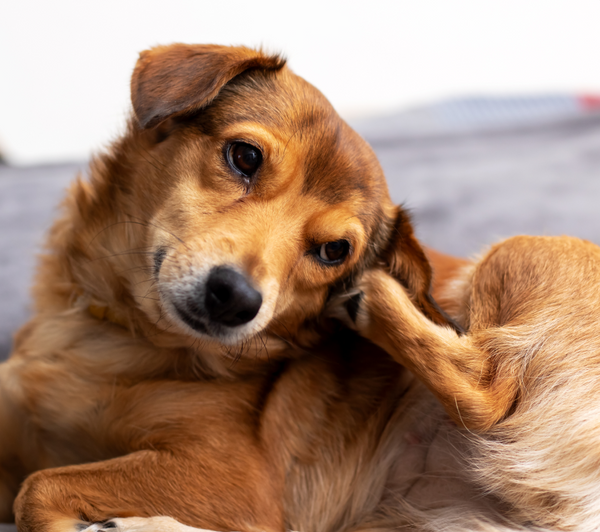 Ear Scratching
