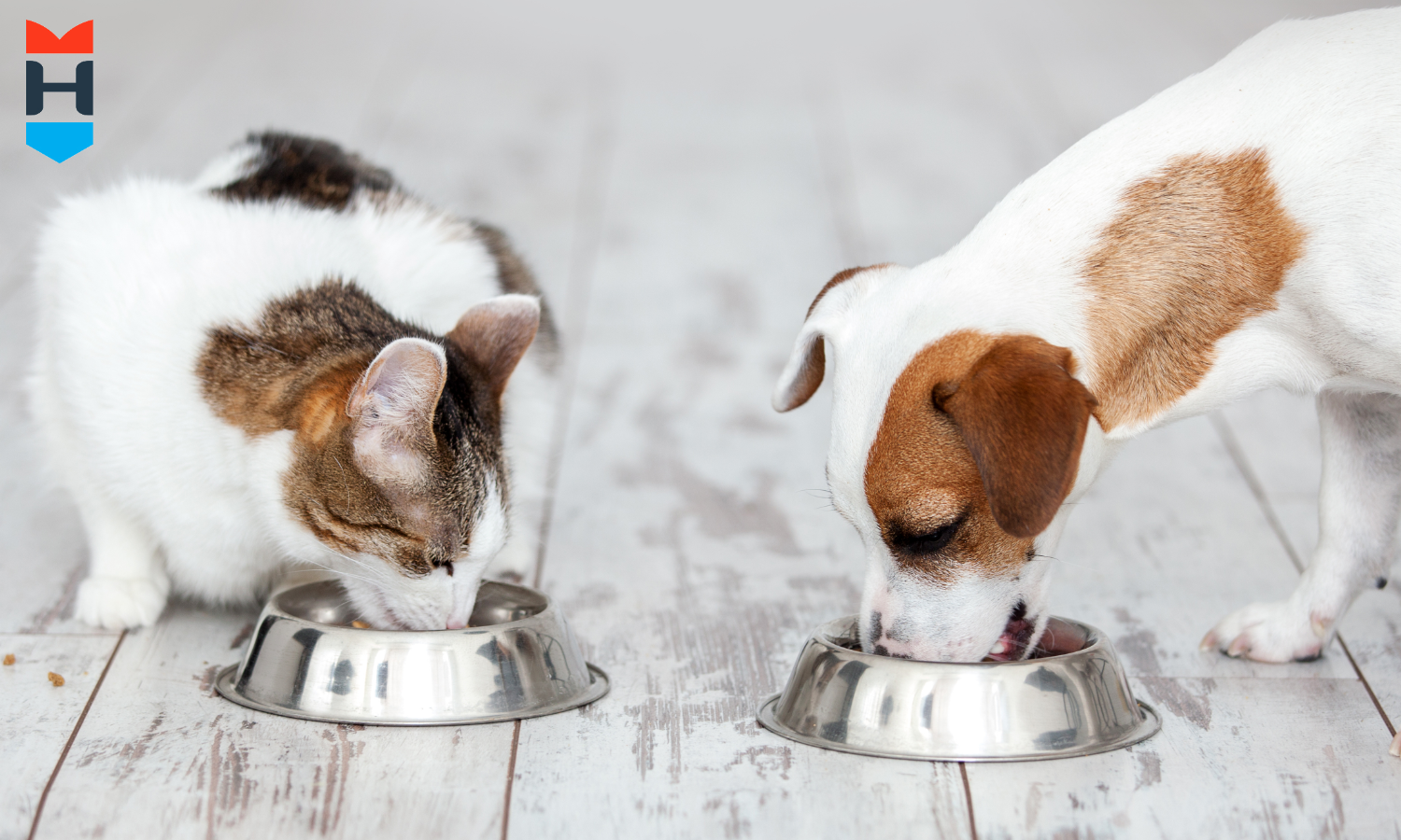 Hund und Katze essen aus ihrem jeweiligen Napf.