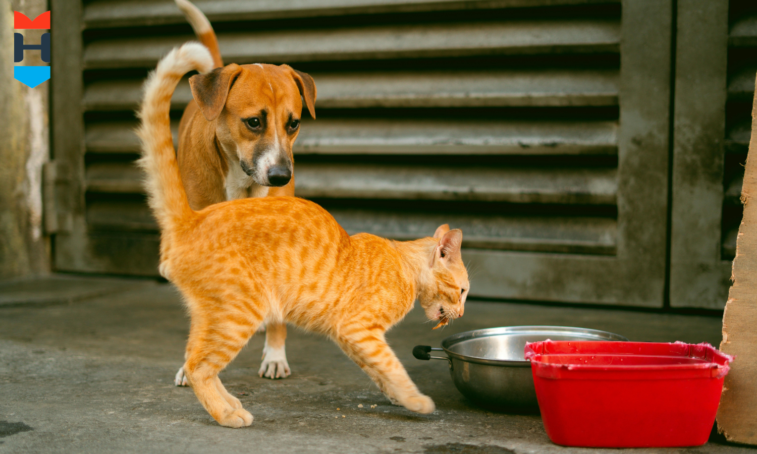 Hund und Katze stehen zusammen am Futternapf.