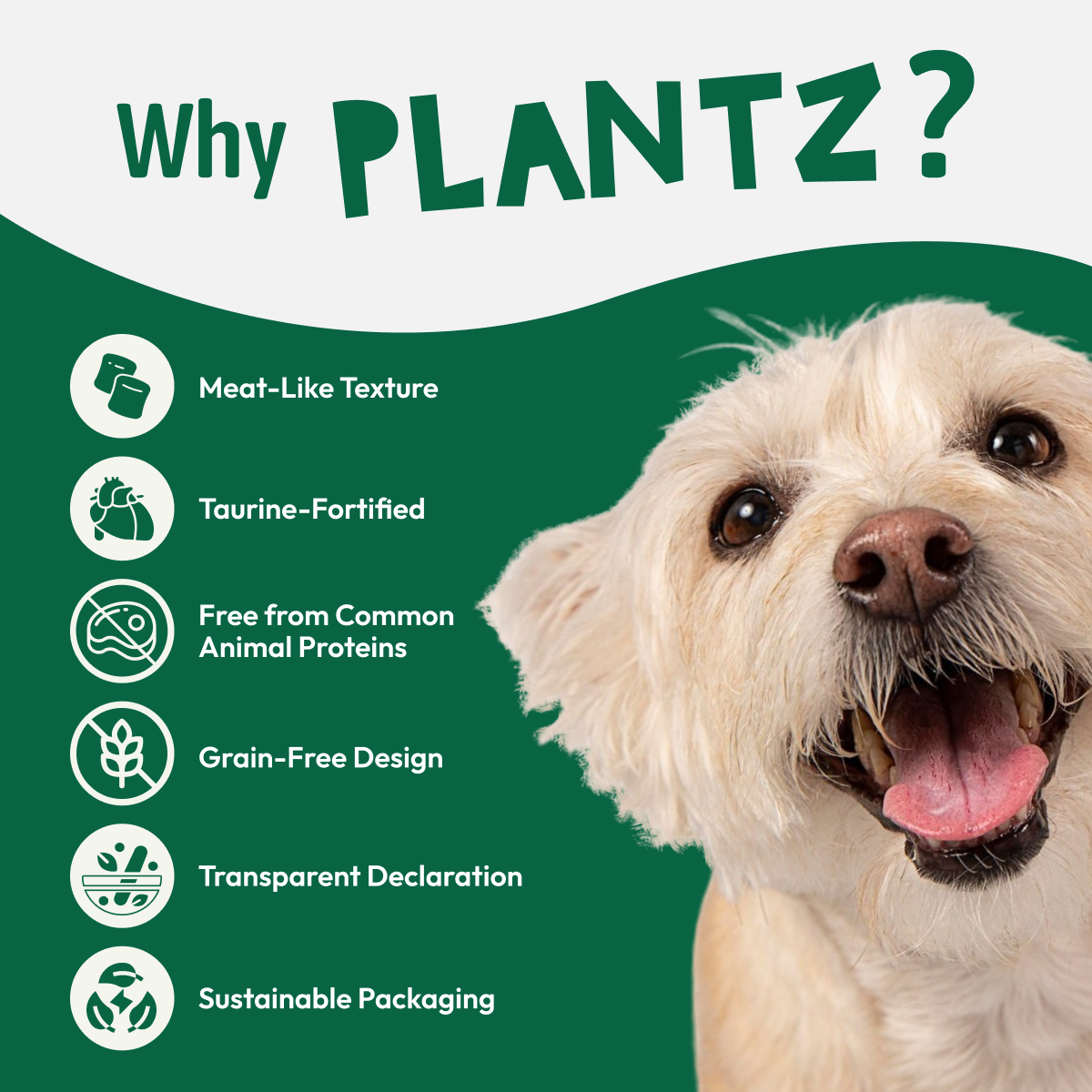 PLANTZ KIP IN GELEI