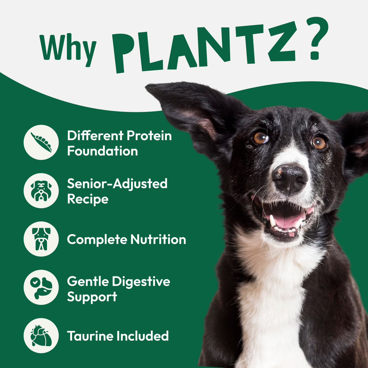 PLANTZ - Droogvoer op plantenbasis | Senior