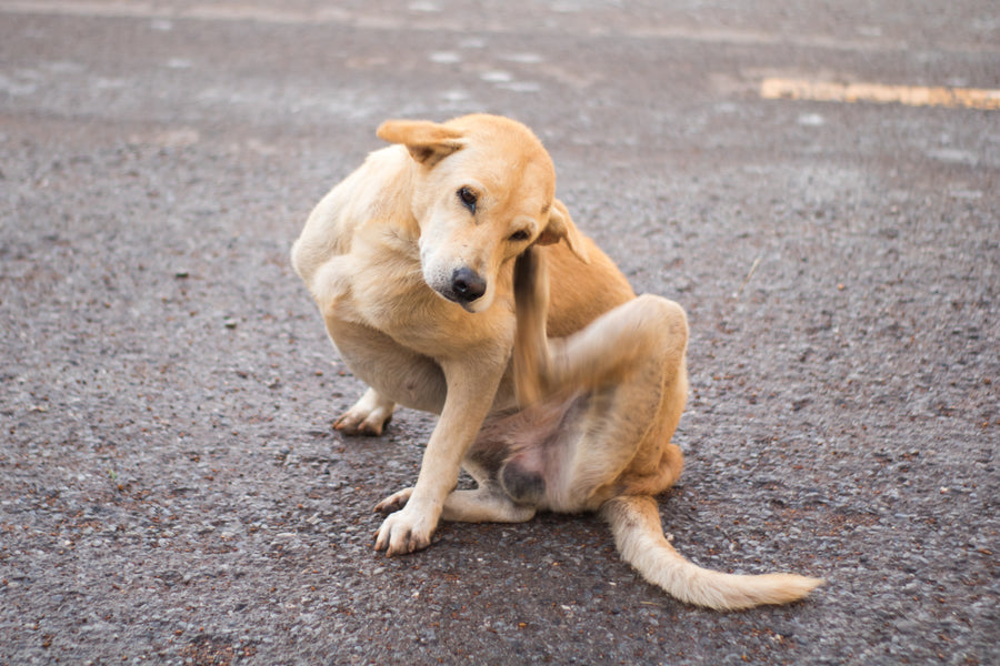 What Your Dog's Symptoms May Be Telling You