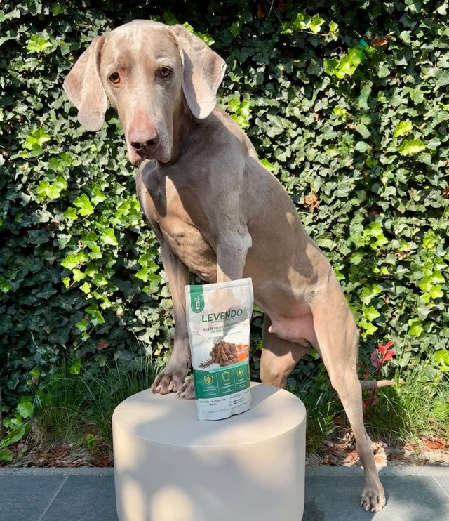 Weimaraner Riff