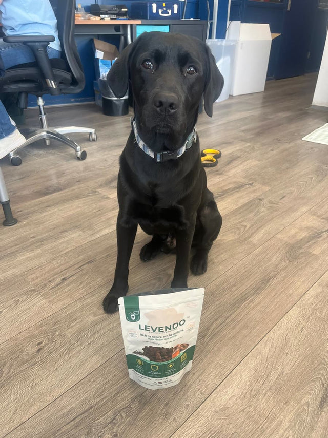 Labrador Balou