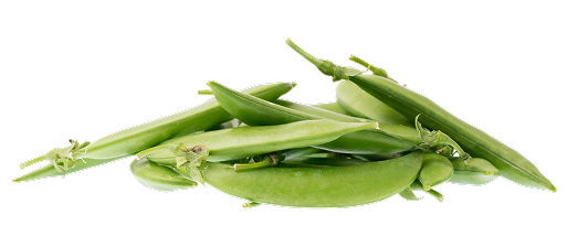 Fava Bean Protein