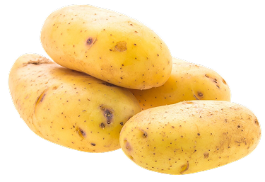 Potato Protein