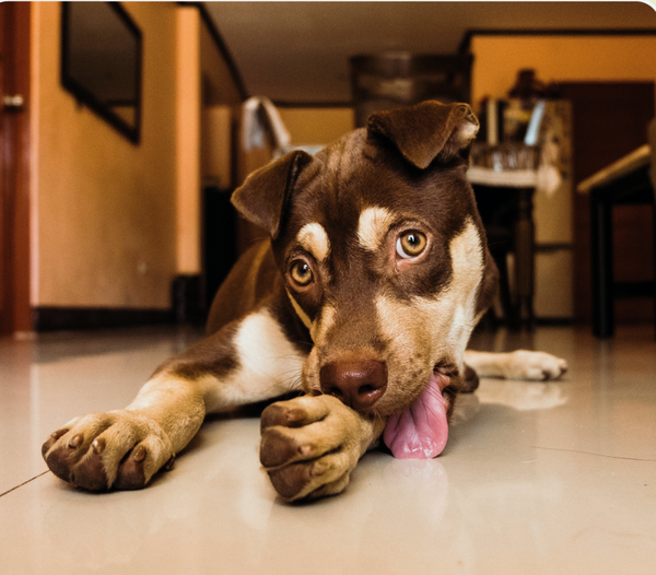 Paw Licking