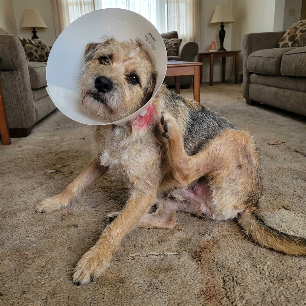 Hund leckt und kratzt an juckenden, roten Pfoten — futterbedingte allergische Reaktion